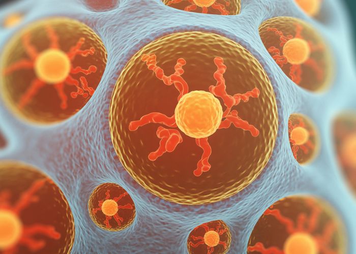 Microscopic view of archaeocytes, versatile cells in a sponge's mesohyl, stained for enhanced visibility.