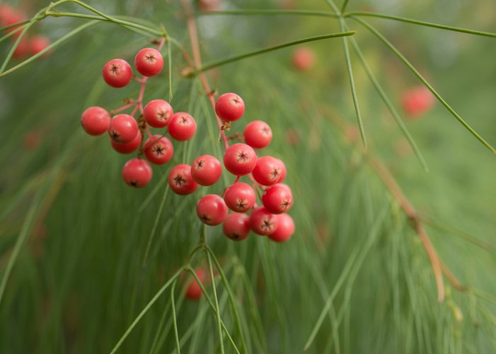 Bright red berries of an asparagus plant clinging to its green fern-like foliage.