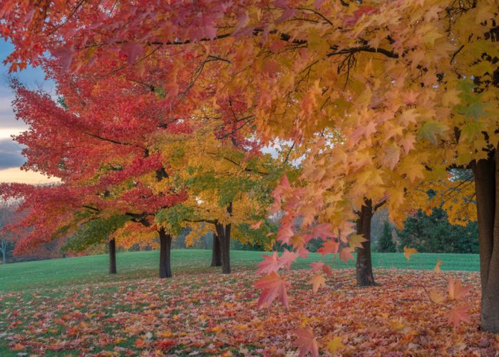 Maple trees in full autumn color with leaves falling, illustrating the deciduous nature of maples.