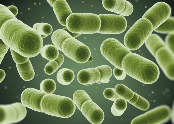 Microscopic view of Bacilli bacteria, rod-shaped microorganisms.