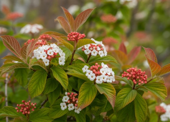 Copper Top Viburnum shrub with copper new growth, green mature leaves, and white flower clusters.