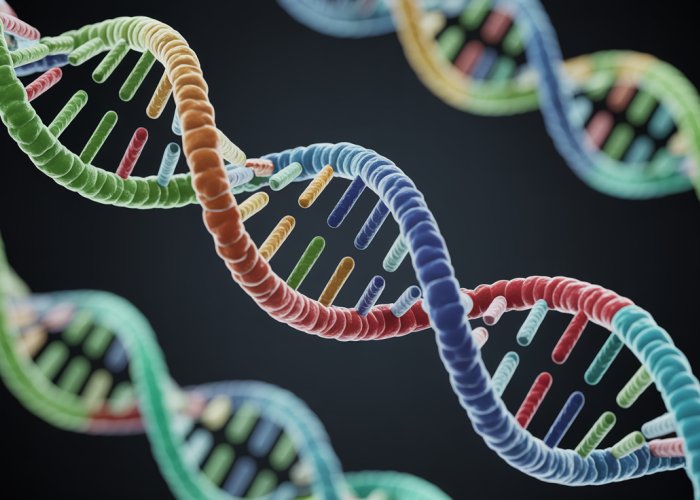 Detailed microscopic view of a DNA replication fork illustrating the leading and lagging strands.