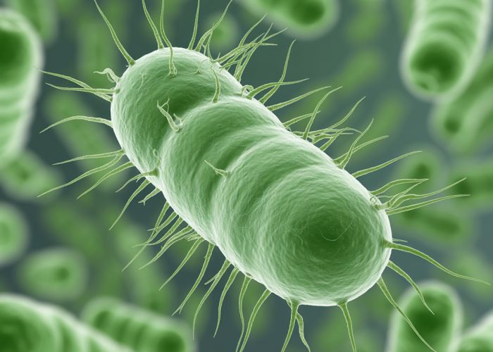 Microscopic image of Bacillus subtilis bacterium forming a resistant endospore. Structures like the forespore, cortex, and spore coat are visible.
