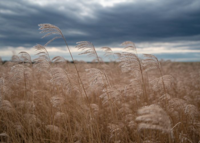 Field of switchgrass with a metallic sheen under a stormy sky, reflecting the term 'heavy metal switchgrass'.