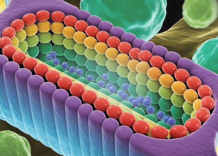 Artistic illustration of an ion gated channel in a cell membrane with ions flowing through.