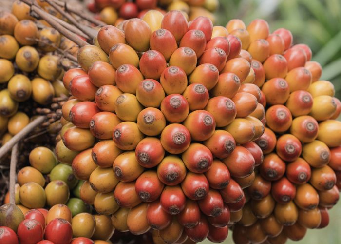 Close-up of nipa palm fruit, showing the individual segments and textured skin.