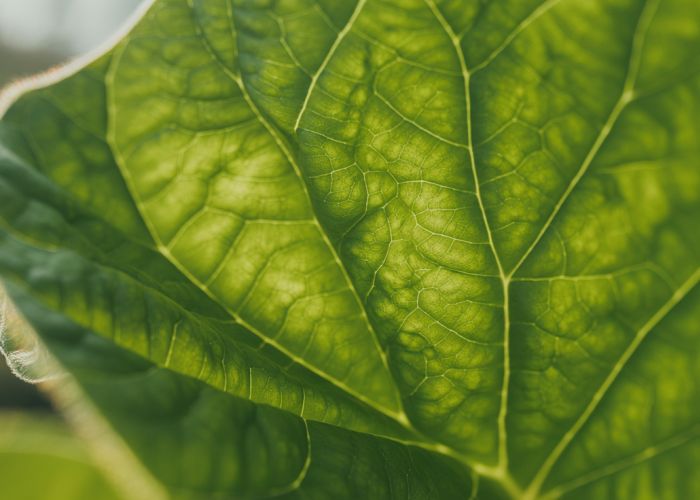Macro shot of a green leaf capturing sunlight during photosynthesis.
