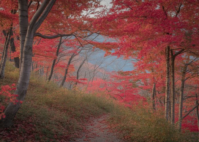 Pathway through a forest of vibrant red fall trees.