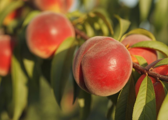 Ripe red globe peaches hanging from a branch with green leaves.