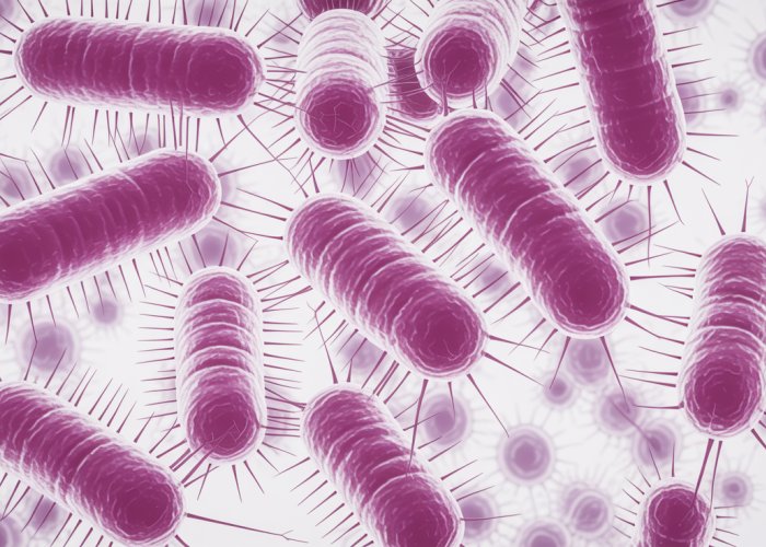 Microscopic image of rod-shaped bacteria stained with Gram stain.