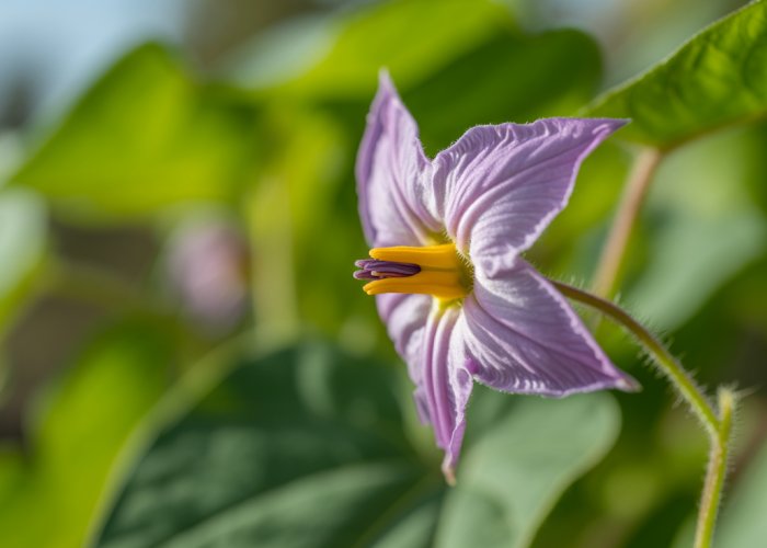 Close-up of a delicate purple sweet potato bloom.