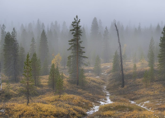 Autumn taiga forest with dense coniferous trees and golden undergrowth, creating a vast and isolated landscape.