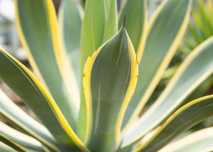 Close-up of a Variegated Foxtail Agave plant with creamy yellow and green striped leaves.