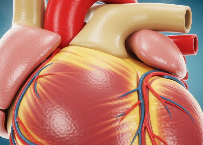 Illustration of the visceral pericardium layer of the heart, showing its smooth surface and function in reducing friction.