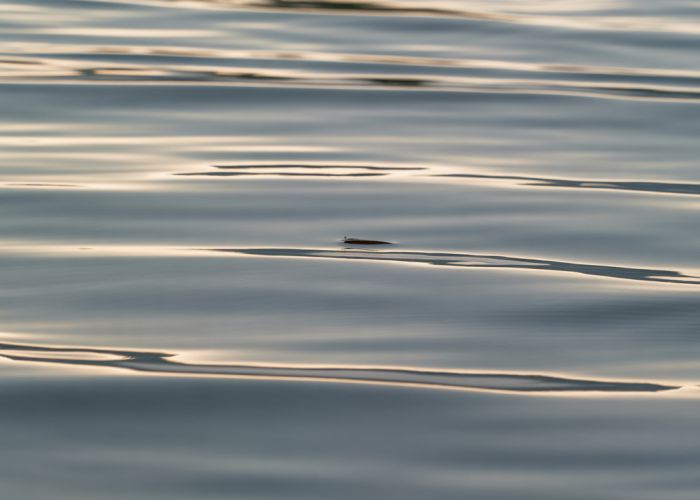 Close-up of diffused surface water reflecting soft, ambient light.