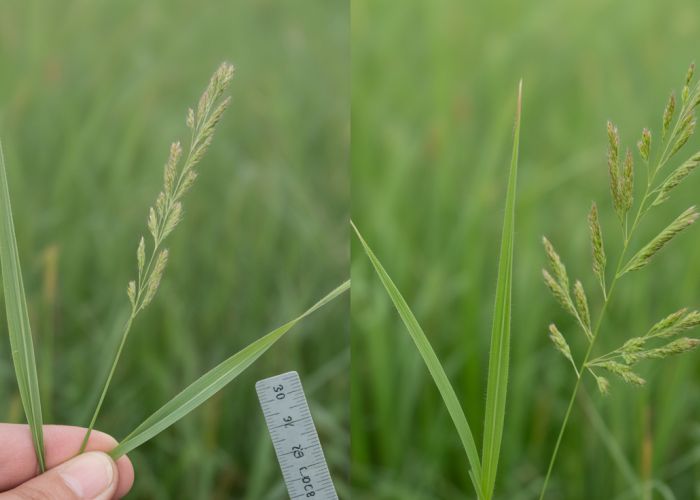 Goosegrass vs. Crabgrass: Side-by-side comparison highlighting key differences in leaf shape, seed head, and growth habit.