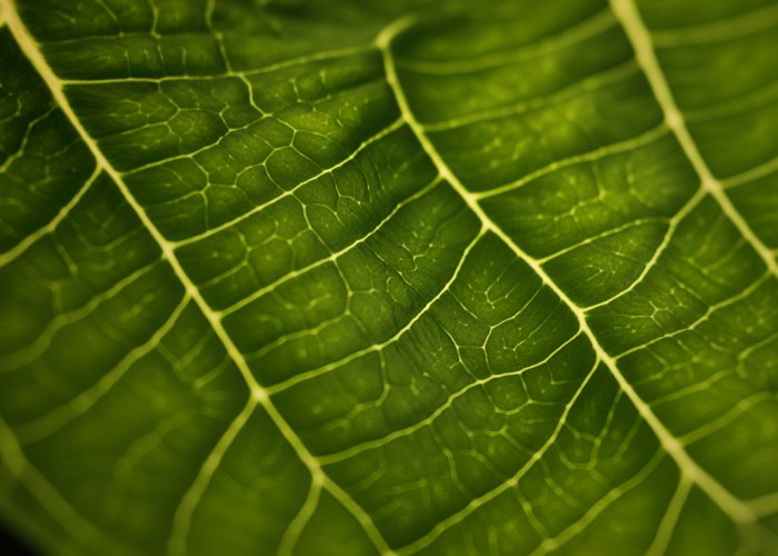 Macro shot showcasing the layered veins of a green leaf.