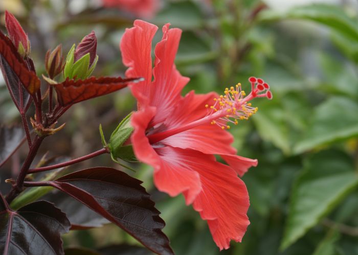 Close-up of a vibrant red 'Mahogany Splendor' hibiscus flower with dark red leaves.