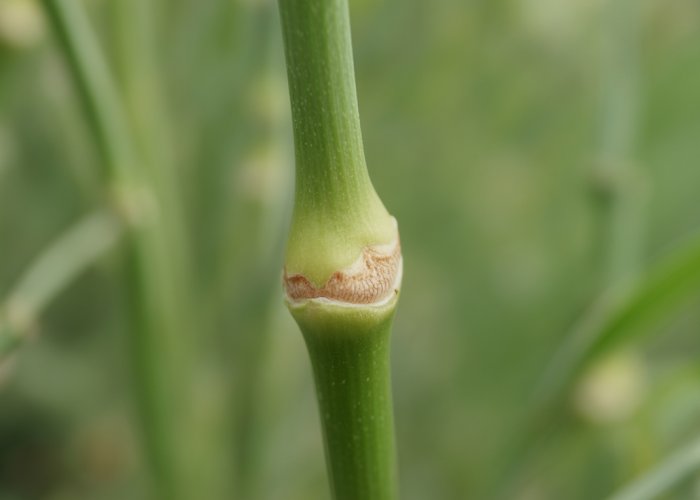 Close-up of a plant node showing signs of new growth.