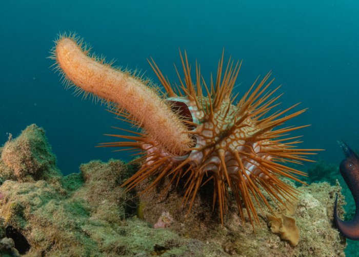 Crown-of-Thorns starfish devouring a sea cucumber on a coral reef.
