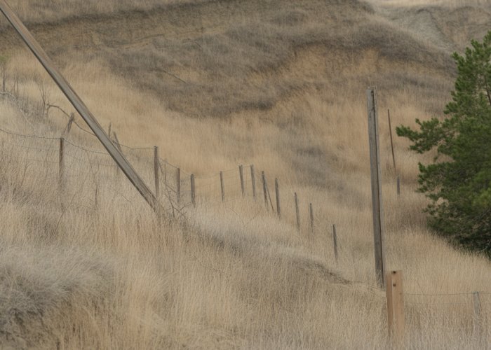 Tilted telephone pole on a hillside, illustrating the slow movement of soil creep.