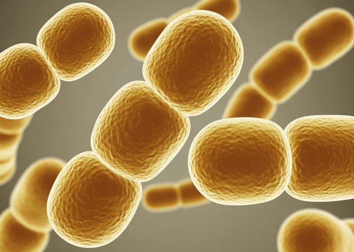 Microscopic view of spherical bacteria (cocci) showing different arrangements like chains and clusters.