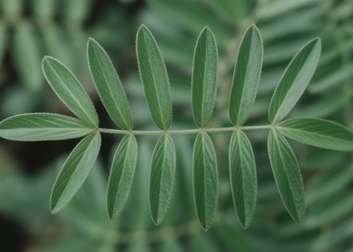 Plant stem with leaves arranged in a whorled pattern.